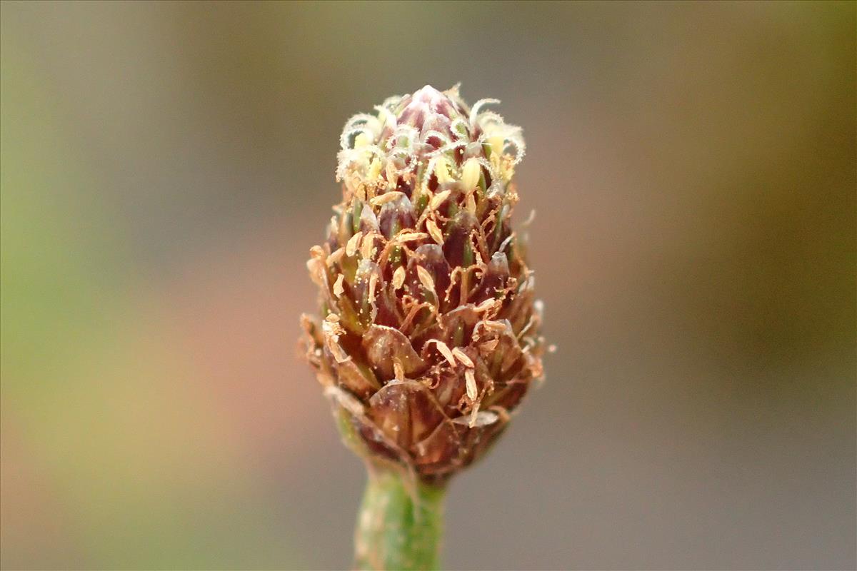 Eleocharis ovata (door Sipke Gonggrijp)