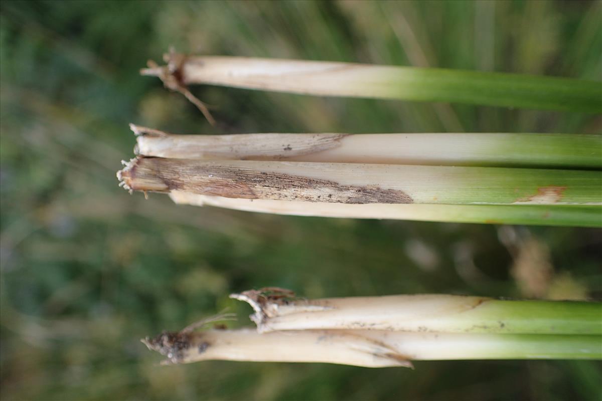 Juncus ochrocoleus (door Sipke Gonggrijp)