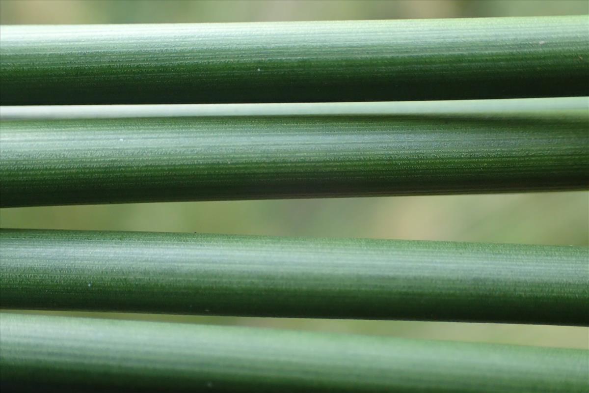 Juncus ochrocoleus (door Sipke Gonggrijp)