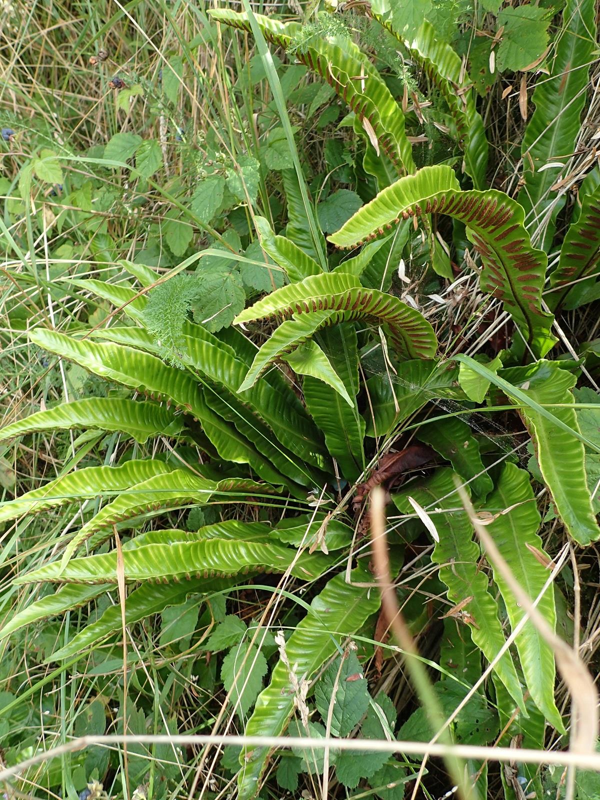 Asplenium scolopendrium (door Adrie van Heerden)