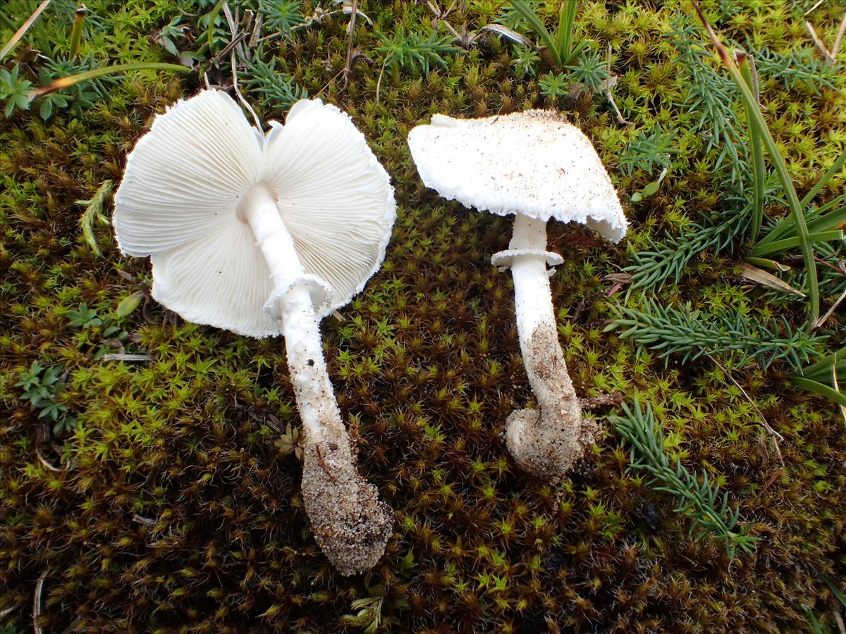 Leucoagaricus crystallifer (door Leo Jalink)