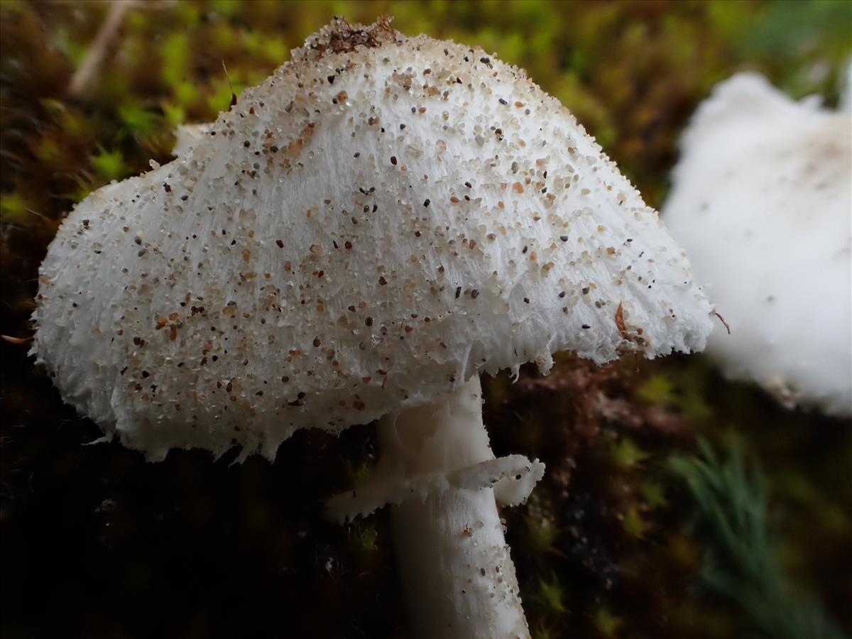 Leucoagaricus crystallifer (door Leo Jalink)