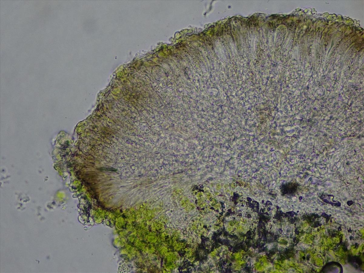 Scoliciosporum sarothamni (door Lukas Verboom)