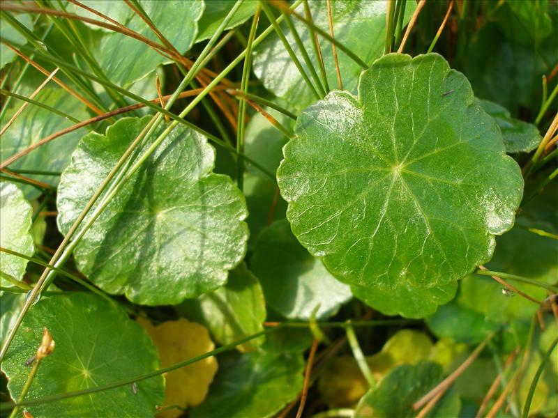 Hydrocotyle vulgaris (door Piet Bremer )