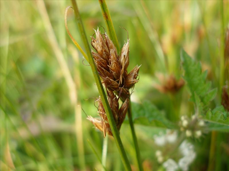 Rhynchospora fusca (door Piet Bremer )