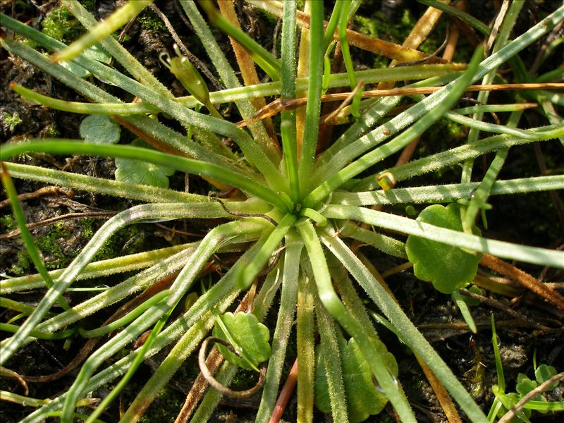 Littorella uniflora (door Piet Bremer )