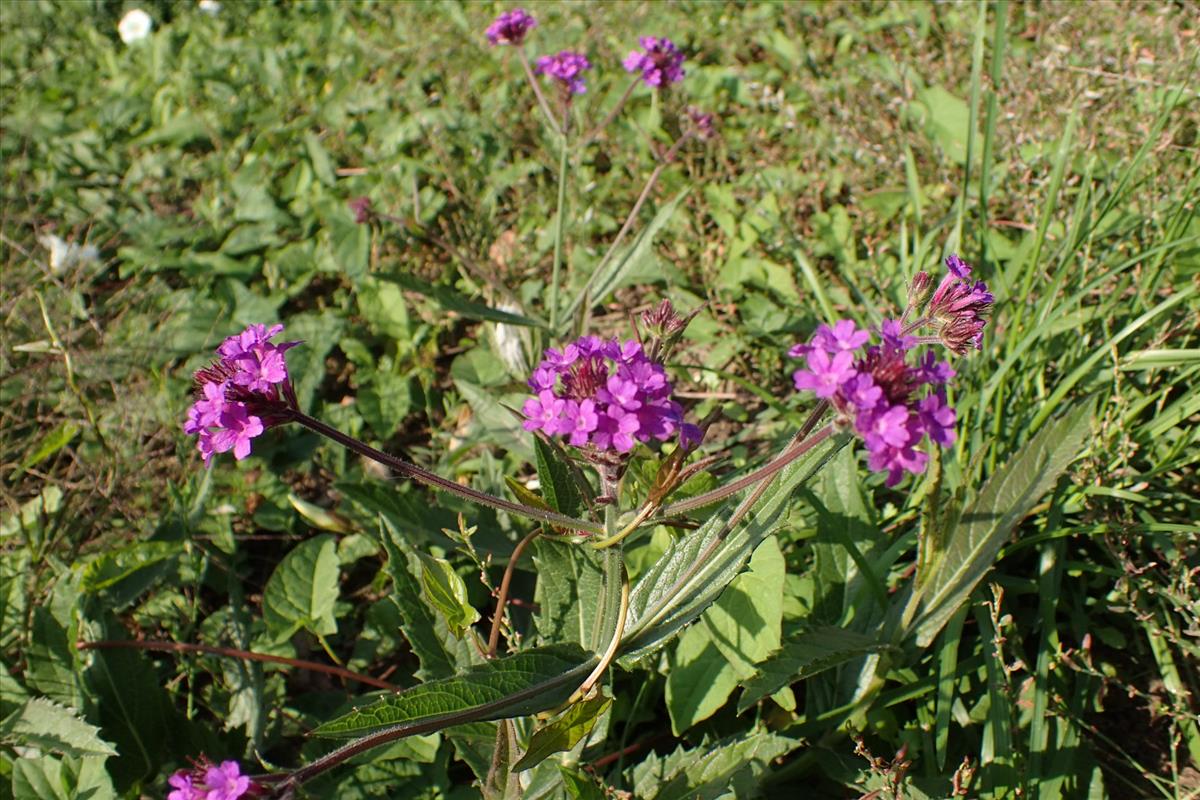 Verbena rigida (door Sipke Gonggrijp)