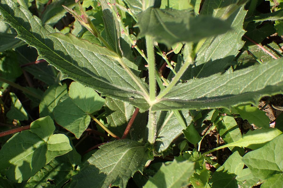 Verbena rigida (door Sipke Gonggrijp)