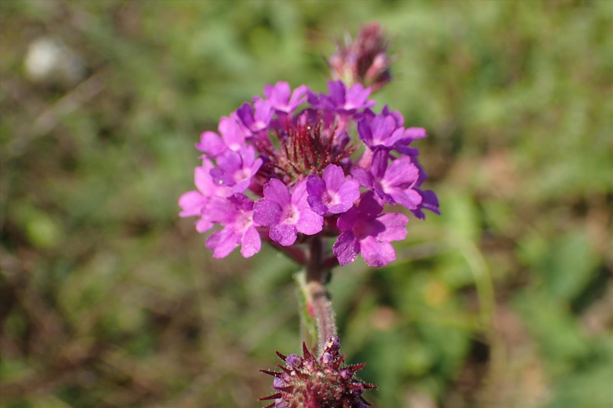 Verbena rigida (door Sipke Gonggrijp)