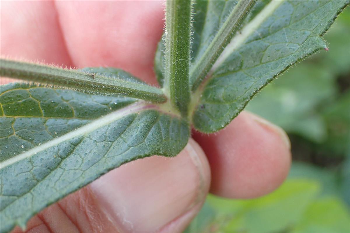 Verbena rigida (door Sipke Gonggrijp)