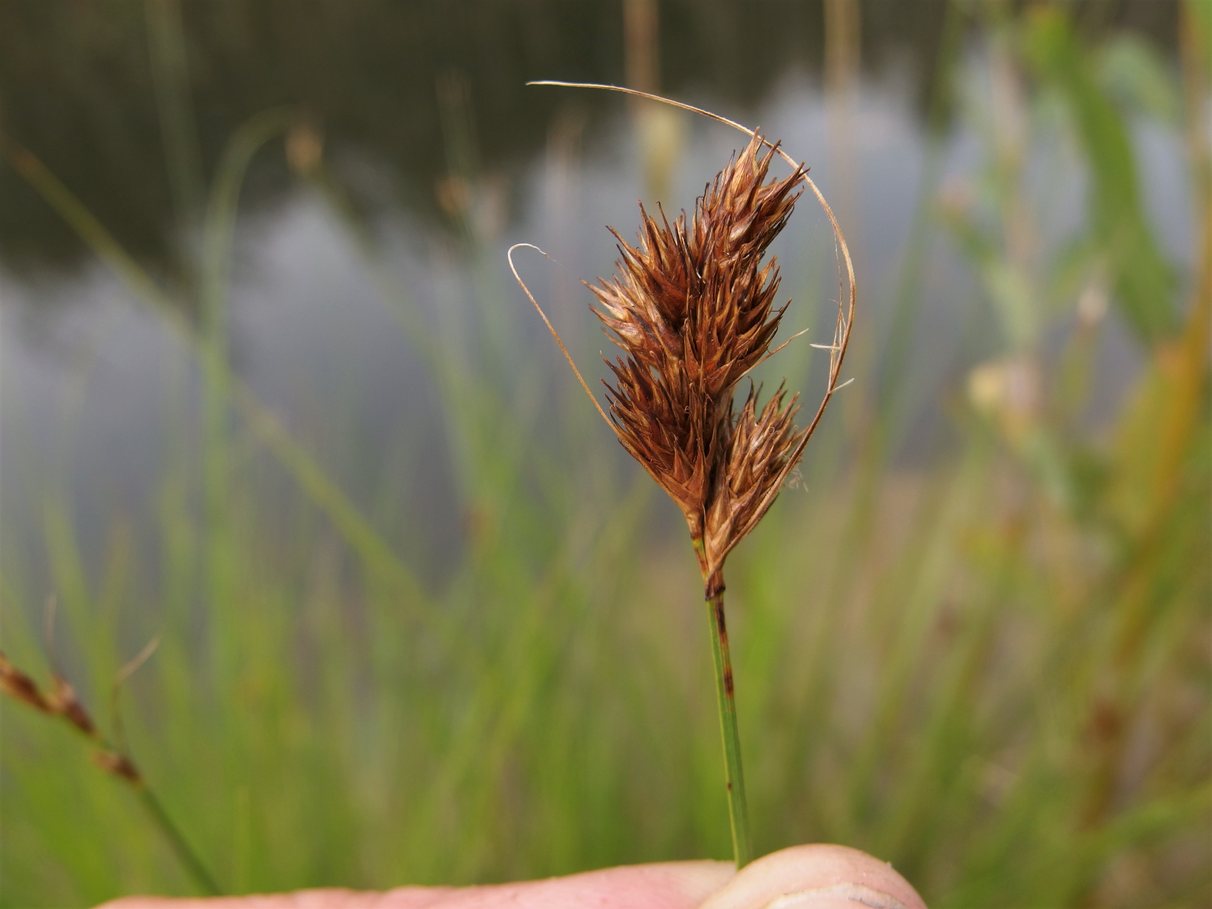 Carex scoparia (door Sipke Gonggrijp)