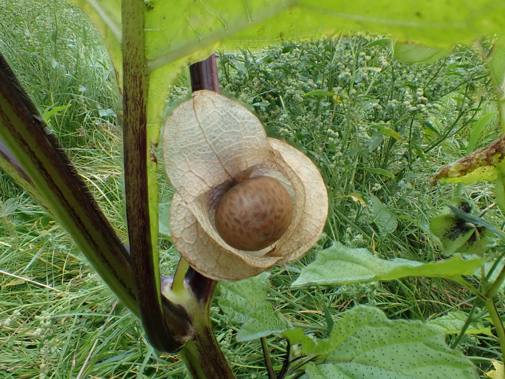 Nicandra physalodes (door Gerrit Welgraven)