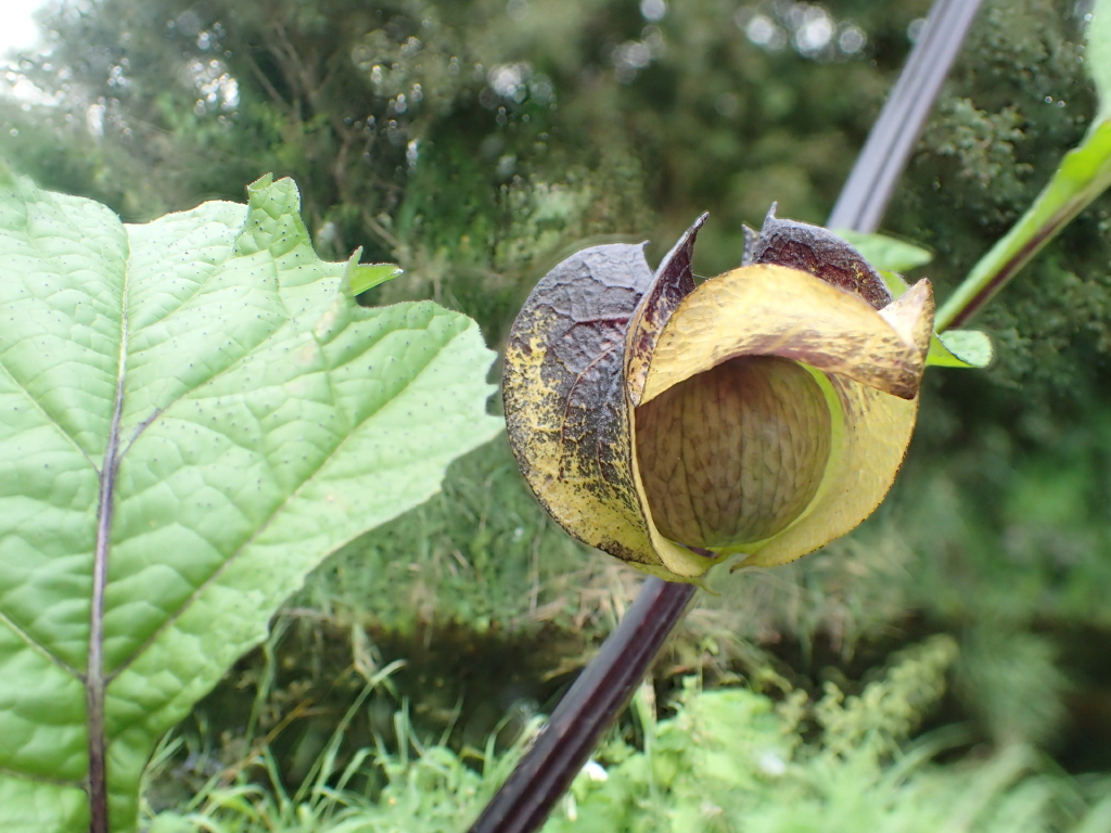 Nicandra physalodes (door Gerrit Welgraven)