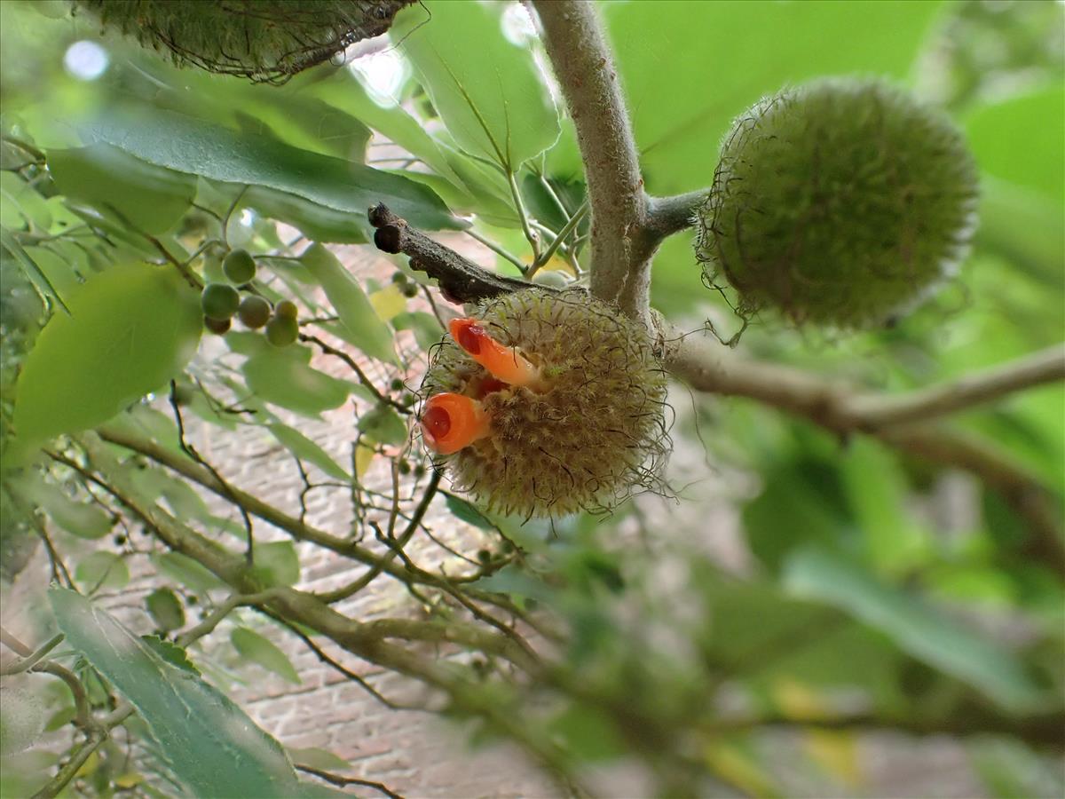 Broussonetia papyrifera (door Laurens Sparrius)