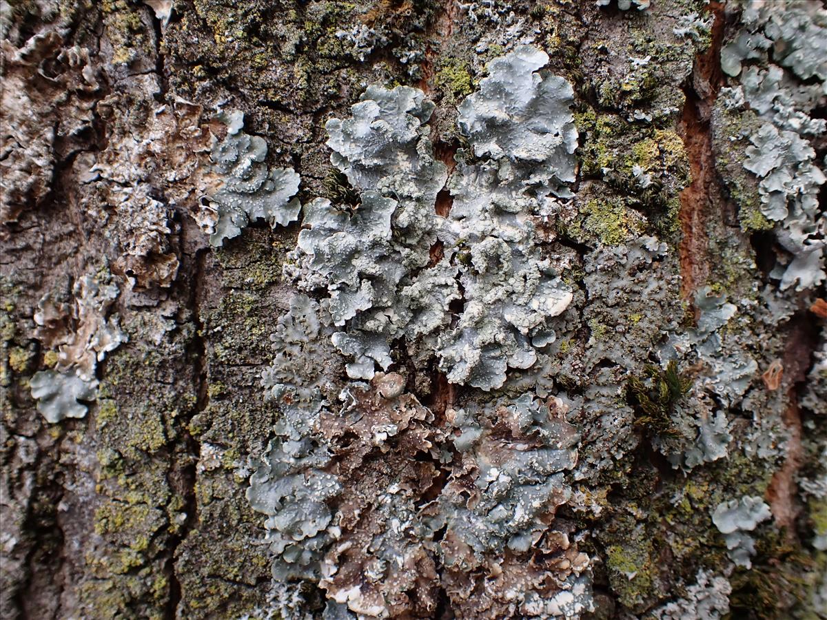 Punctelia subrudecta (door Laurens Sparrius)