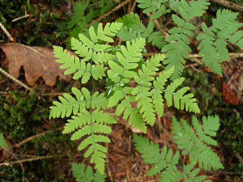 Gymnocarpium dryopteris (door Piet Bremer )