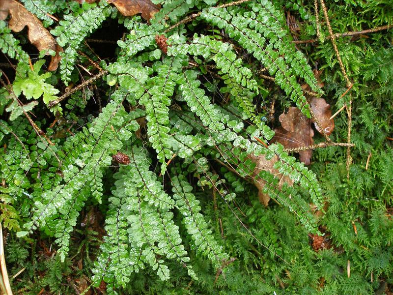 Asplenium trichomanes (door Piet Bremer )