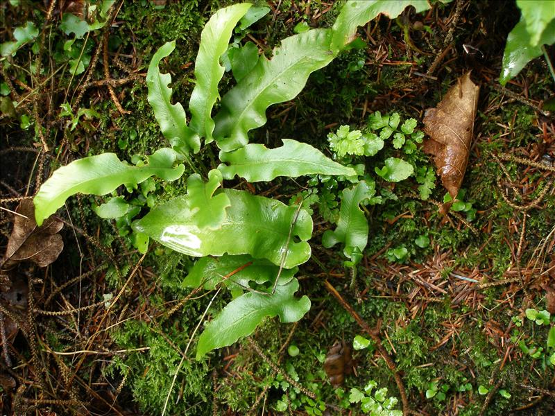 Asplenium scolopendrium (door Piet Bremer )