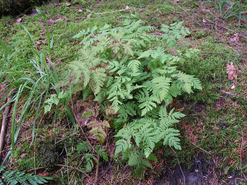 Gymnocarpium dryopteris (door Piet Bremer )