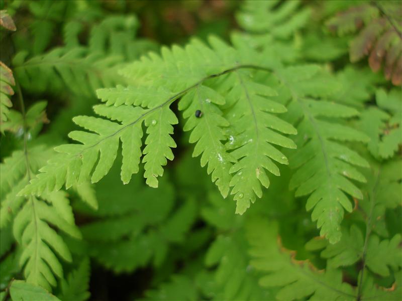 Gymnocarpium dryopteris (door Piet Bremer )