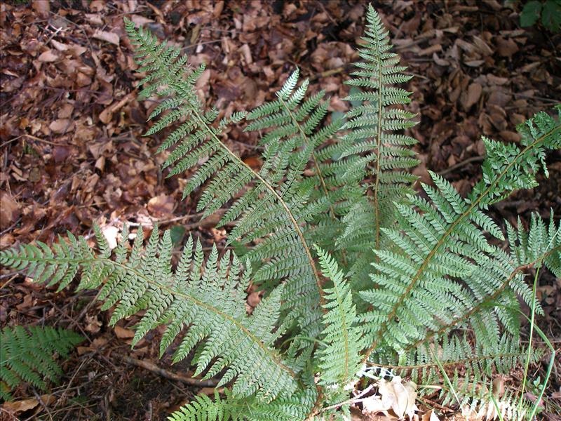 Polystichum setiferum (door Piet Bremer )