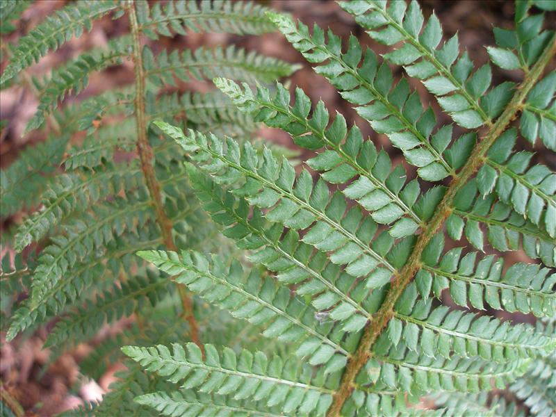 Polystichum setiferum (door Piet Bremer )