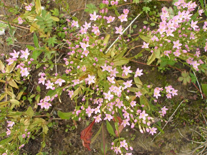 Centaurium erythraea (door Piet Bremer )