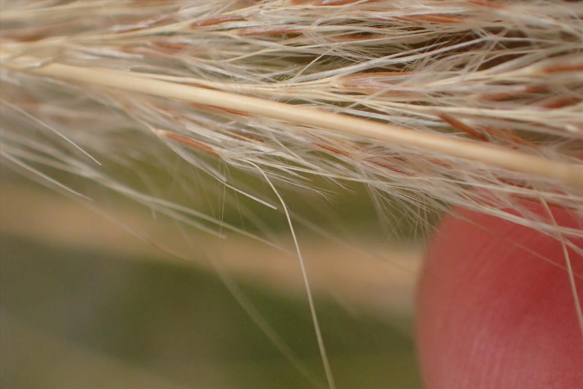 Stipa ichu (door Sipke Gonggrijp)