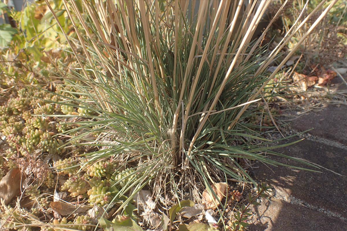 Koeleria glauca (door Stef van Walsum)