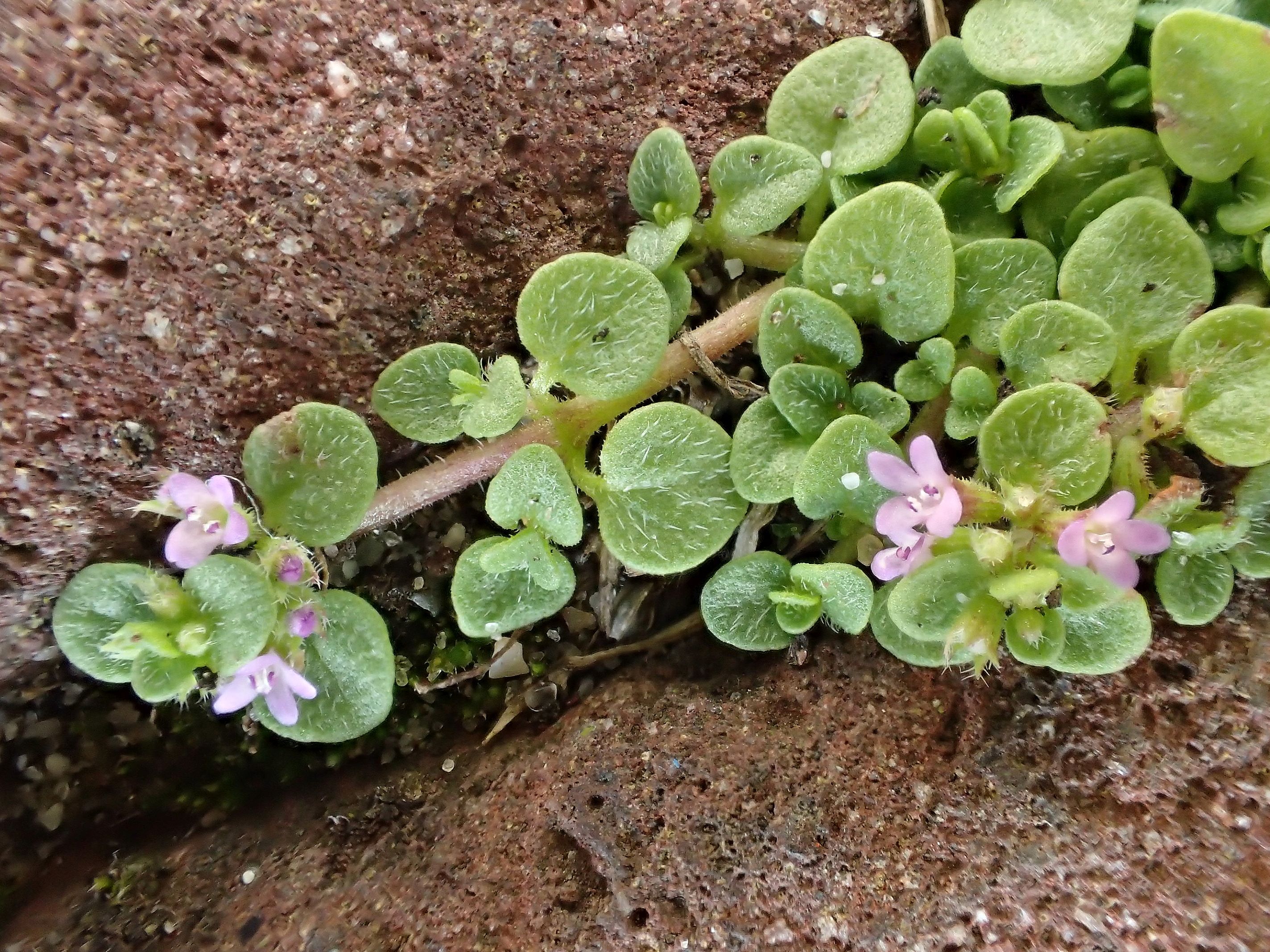 Mentha requienii (door Gerrit Welgraven)