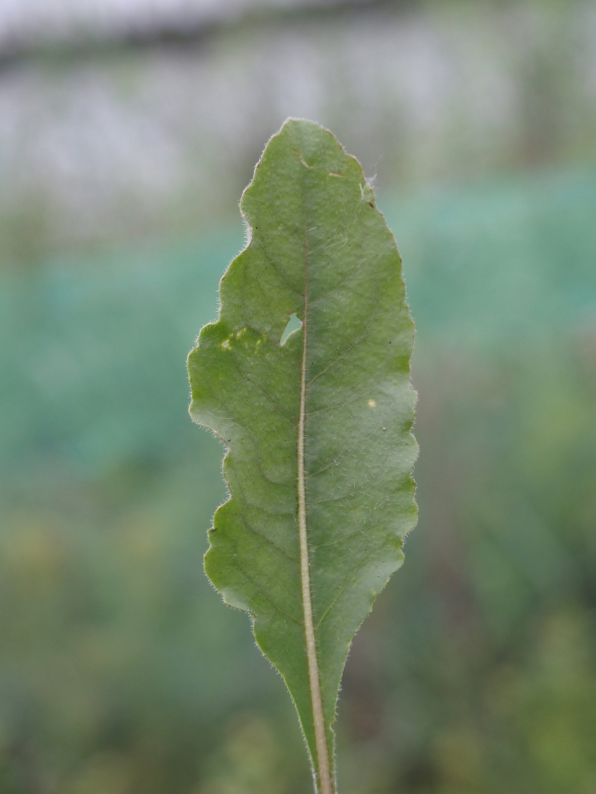 Isatis tinctoria (door Willemien Troelstra)