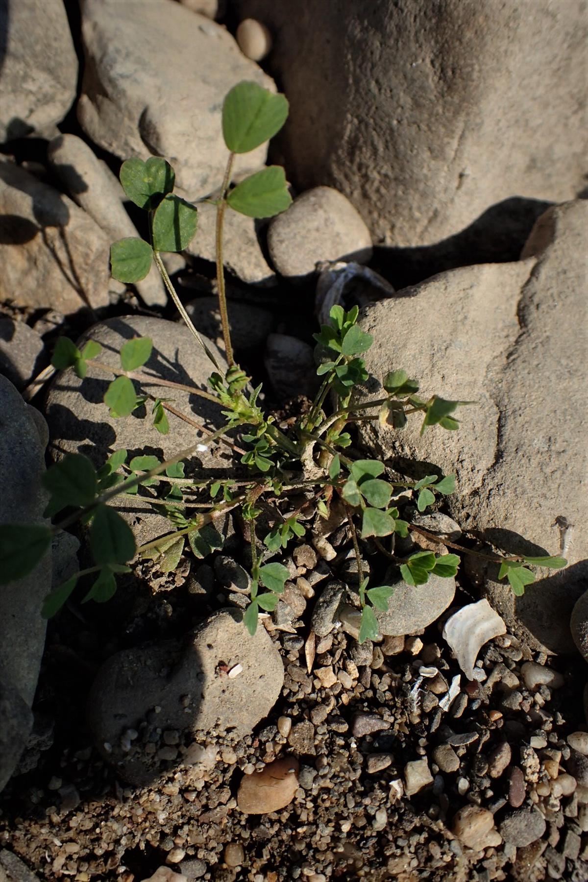 Medicago laciniata (door Sipke Gonggrijp)