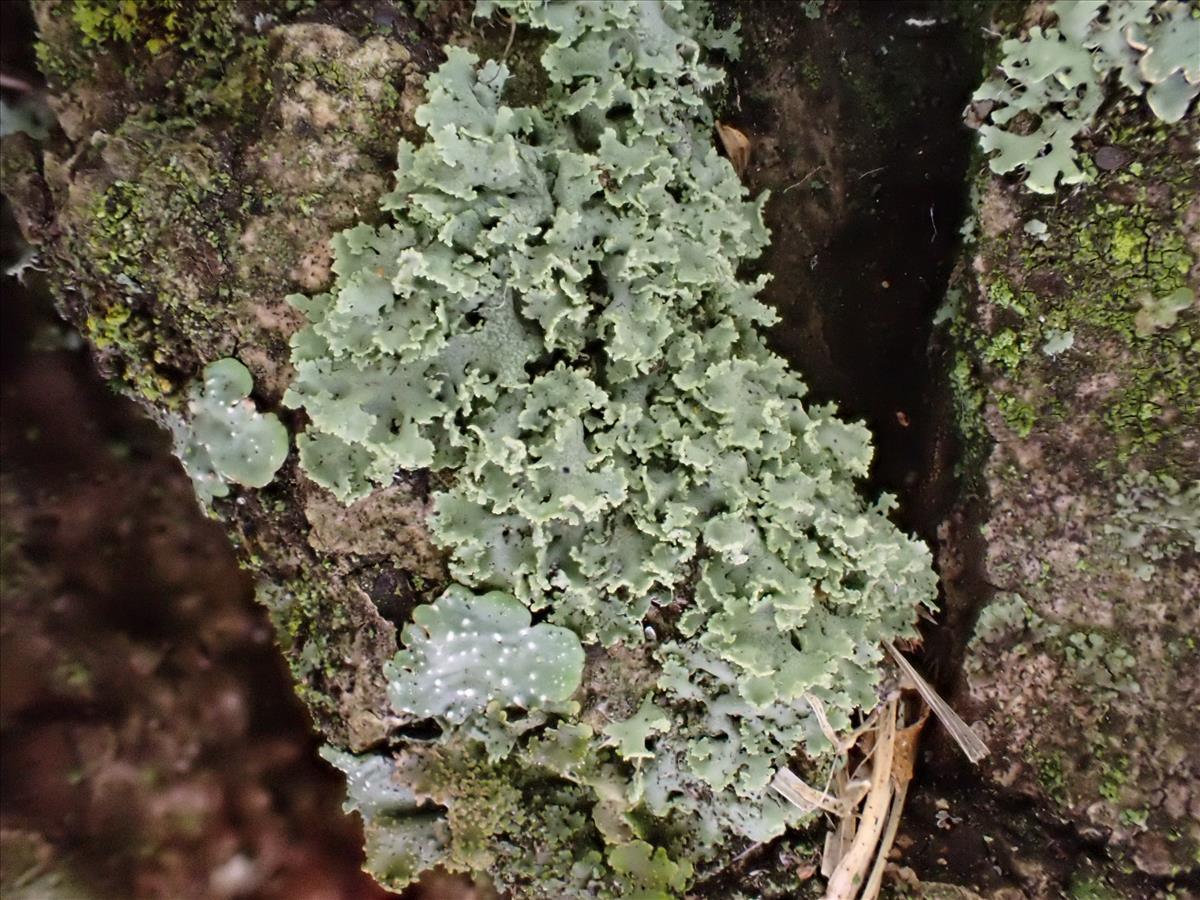 Physcia millegrana (door Lukas Verboom)