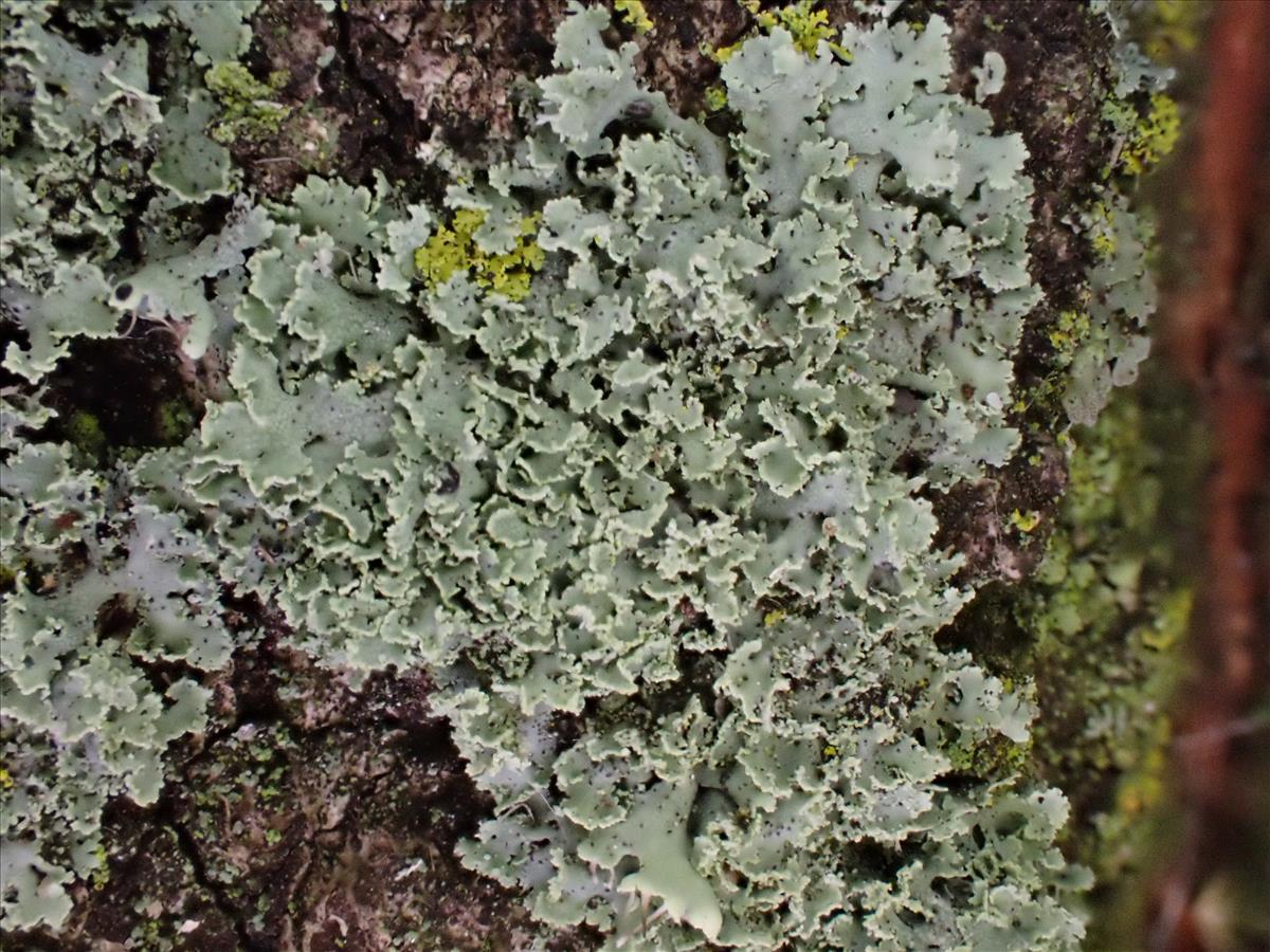 Physcia millegrana (door Lukas Verboom)