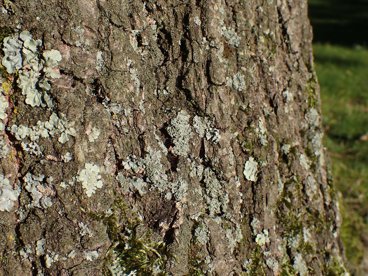 Physcia millegrana (door Lukas Verboom)