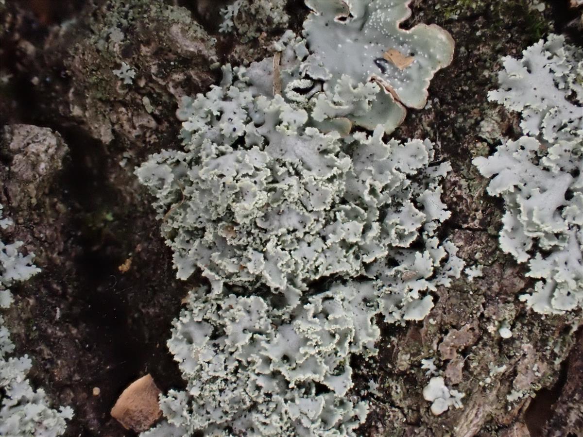 Physcia millegrana (door Lukas Verboom)