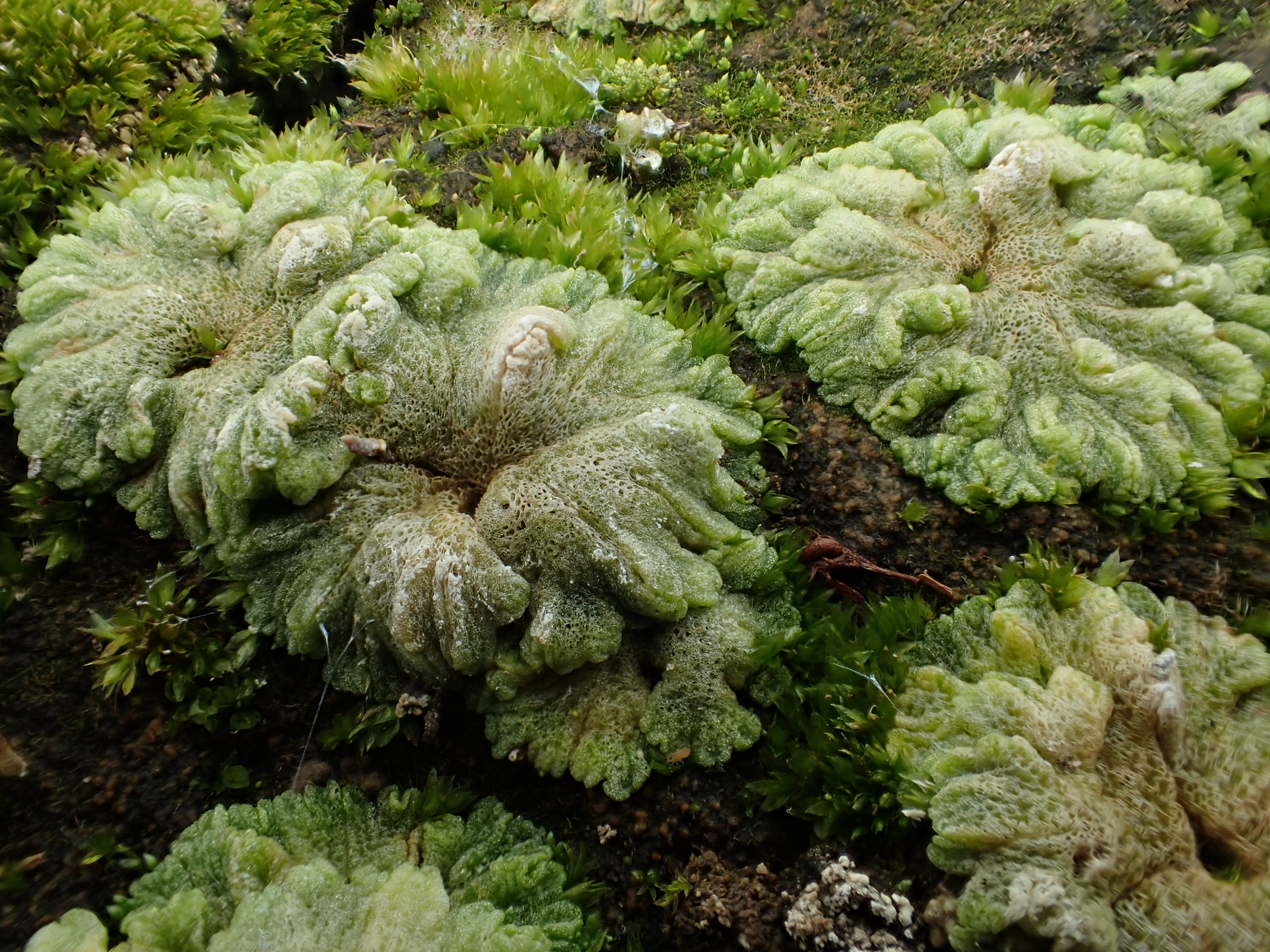 Riccia cavernosa (door Adrie van Heerden)