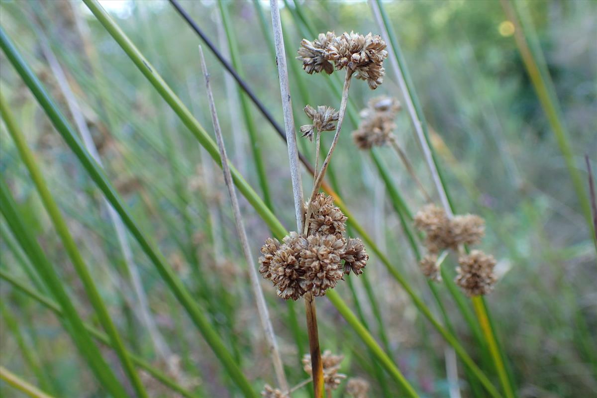 Juncus edgariae (door Sipke Gonggrijp)