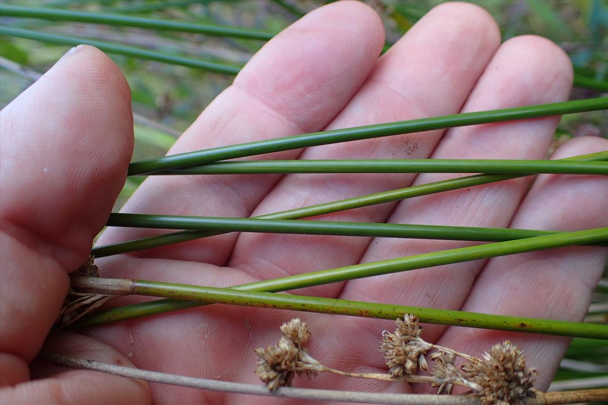 Juncus edgariae (door Sipke Gonggrijp)