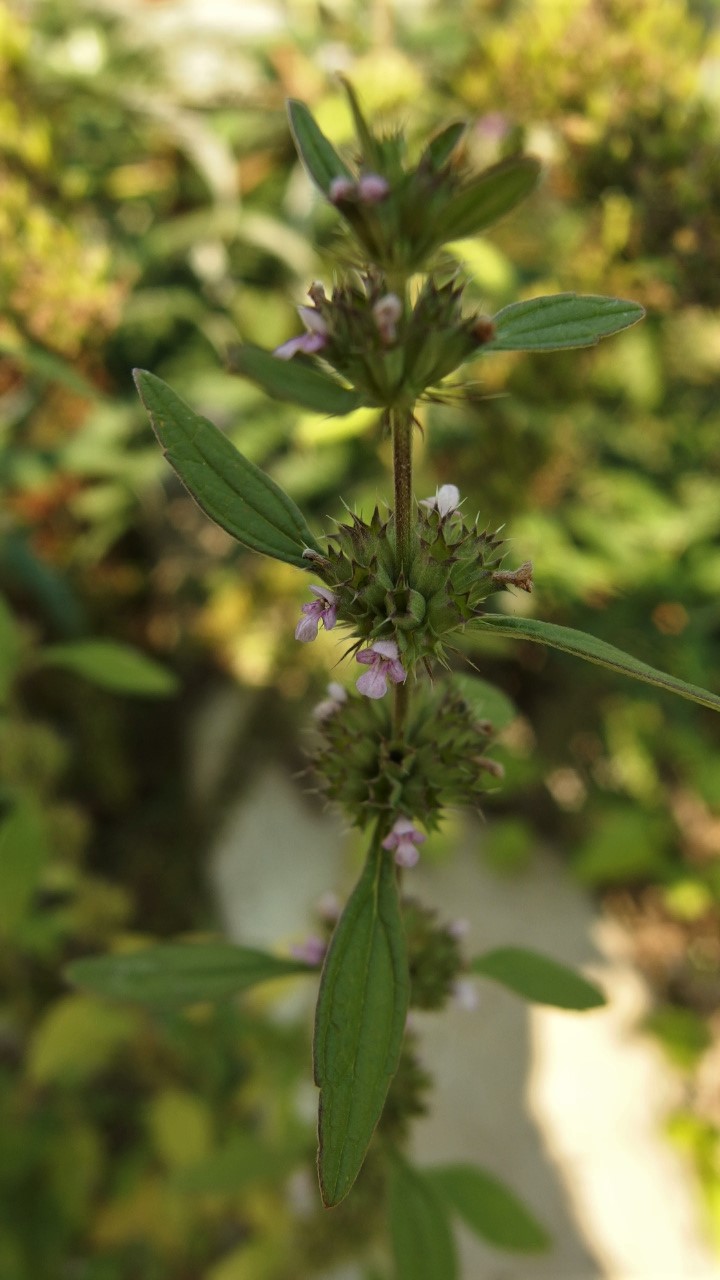 Leonurus marrubiastrum (door Sipke Gonggrijp)