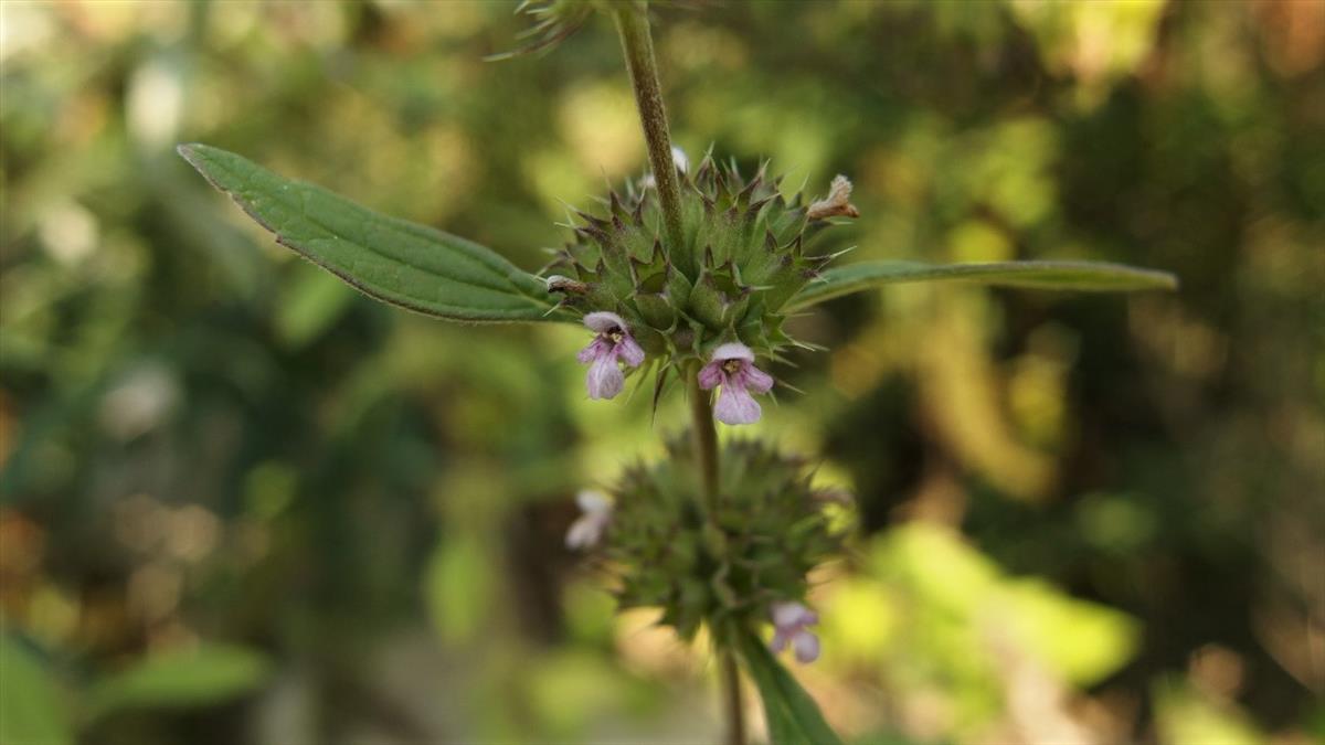 Leonurus marrubiastrum (door Sipke Gonggrijp)