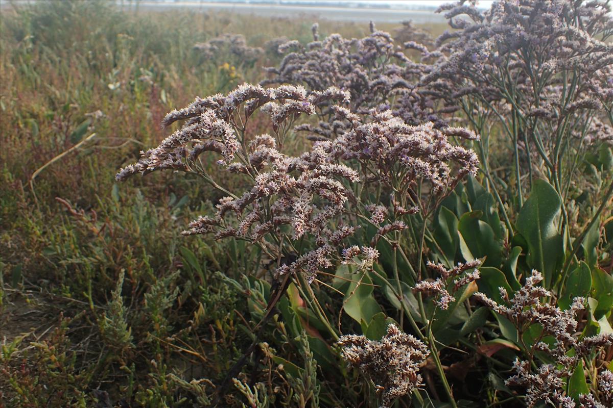 Limonium humile (door Stef van Walsum)