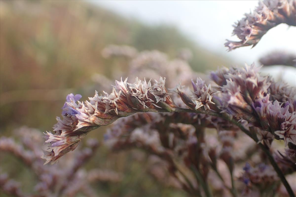 Limonium humile (door Stef van Walsum)