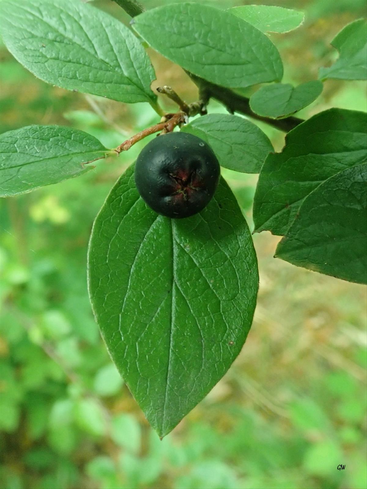 Cotoneaster ambiguus (door Gerrit Welgraven)