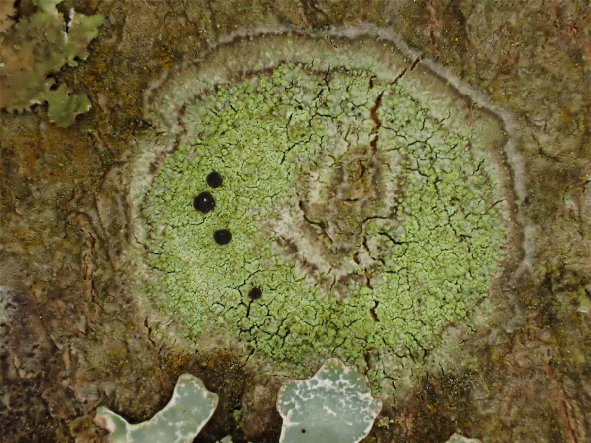 Fuscidea pusilla (door Lukas Verboom)