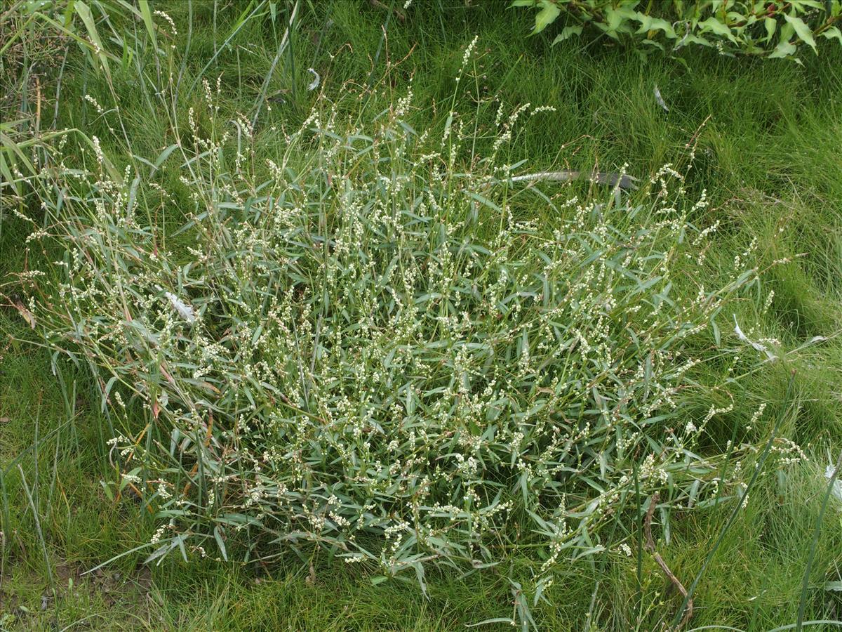 Persicaria minor (door Willemien Troelstra)