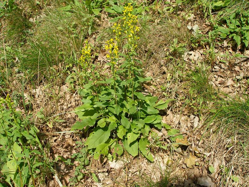 Solidago virgaurea (door Piet Bremer )