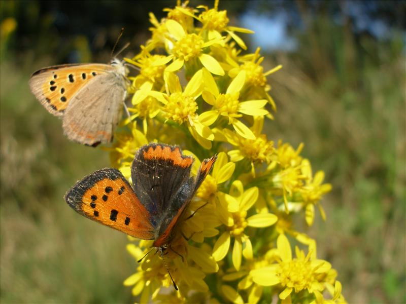 Solidago virgaurea (door Piet Bremer )