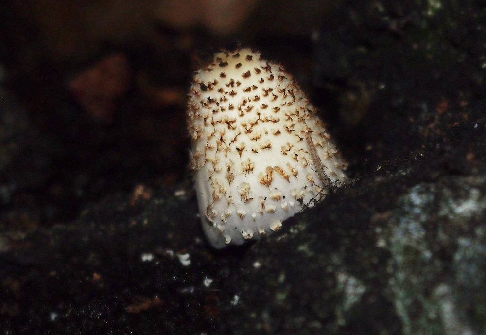 Coprinopsis spelaiophila (door Inge Somhorst)