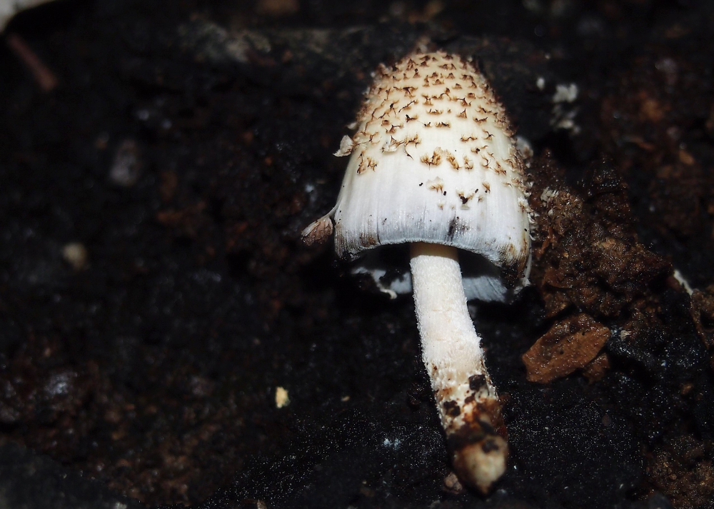 Coprinopsis spelaiophila (door Inge Somhorst)